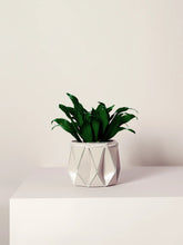 Load image into Gallery viewer, Self-Watering POTR | POTR