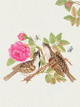 Load image into Gallery viewer, Flowers, Birds &amp; Butterflies Celebrations Boxed Notecards | Pomegranate