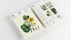 A5 Notepad & Matching Envelopes| The Pepin Press