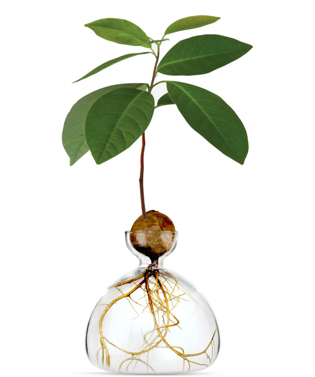 Small clear glass vase containing acorn and sprouting tree on white background white roots showing in bottom of vase