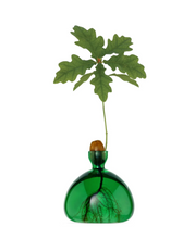 Load image into Gallery viewer, Small clear dark green glass vase containing acorn and sprouting tree on white background white roots showing in bottom of vase