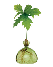 Load image into Gallery viewer, Small green glass vase containing acorn and sprouting tree on white background white roots showing in bottom of vase