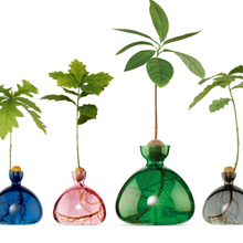 Load image into Gallery viewer, Navy, Pink, Large Green and gray glass vases with acorn pits growing trees