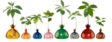 Load image into Gallery viewer, Row of small and large glass vases in yellow, orange, blue, pink, green, gray, red, and brown. All vases contain an acorn pit resting on top lip with trees sprouting out of each. Can view roots growing in bottom section of each vase