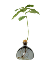Load image into Gallery viewer, Small clear gray glass vase containing acorn and sprouting tree on white background white roots showing in bottom of vase