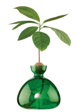 Load image into Gallery viewer, Clear dark green avocado vase with avocado pit at top, roots growing down into vase and leaves sprouting out of pit all on white background