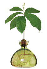 Load image into Gallery viewer, Clear light green avocado vase with avocado pit at top, roots growing down into vase and leaves sprouting out of pit all on white background