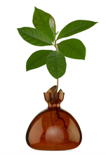 Load image into Gallery viewer, Clear dark amber colored avocado vase with avocado pit at top, roots growing down into vase and leaves sprouting out of pit all on white background