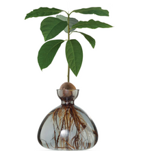 Load image into Gallery viewer, Clear dark gray avocado vase with avocado pit at top, roots growing down into vase and leaves sprouting out of pit all on white background
