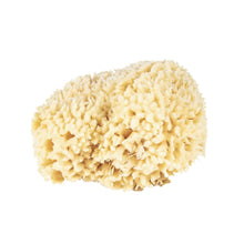 Load image into Gallery viewer, Wool Bath Sponge | Baudelaire