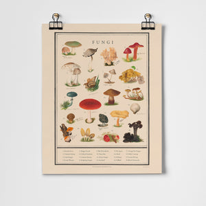 Fungi Fine Art Print Unframed -16”x20” | Roomytown