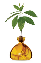 Load image into Gallery viewer, Clear light amber colored avocado vase with avocado pit at top, roots growing down into vase and leaves sprouting out of pit all on white background